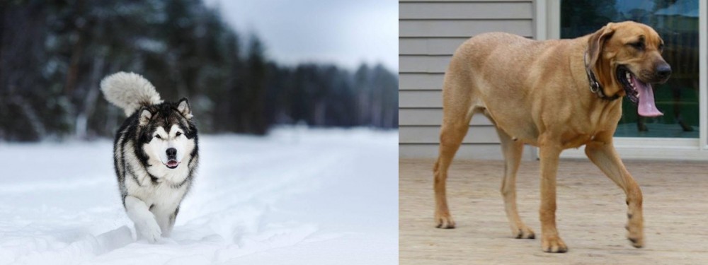 Danish Broholmer vs Siberian Husky - Breed Comparison