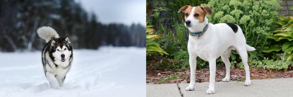Danish Swedish Farmdog vs Siberian Husky - Breed Comparison