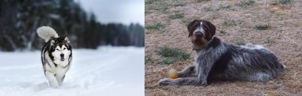 Deutsch Drahthaar vs Siberian Husky - Breed Comparison