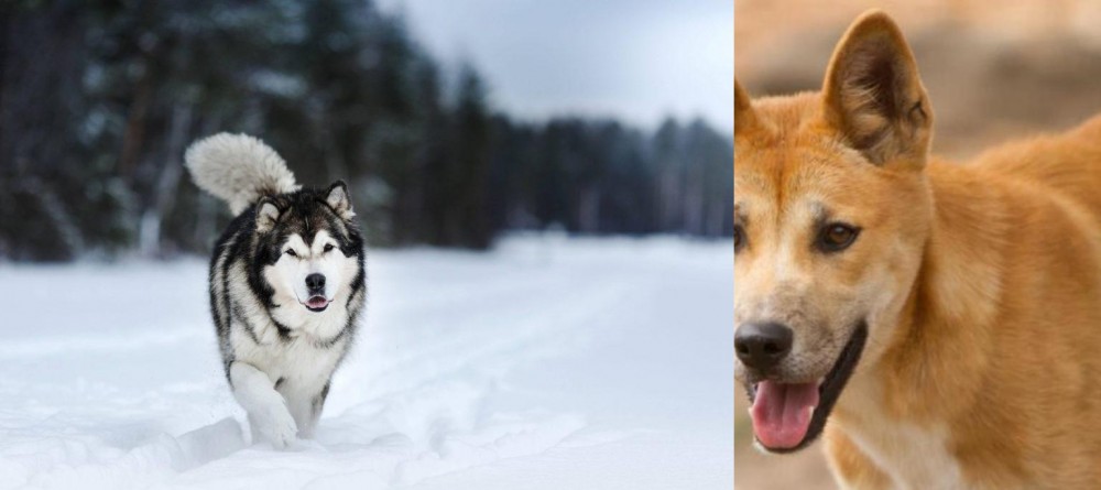 Dingo vs Siberian Husky - Breed Comparison