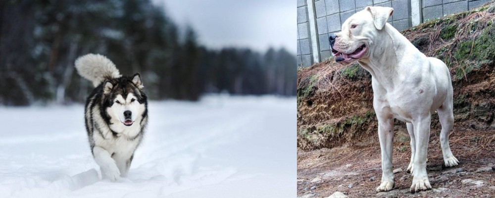 Dogo Guatemalteco vs Siberian Husky - Breed Comparison