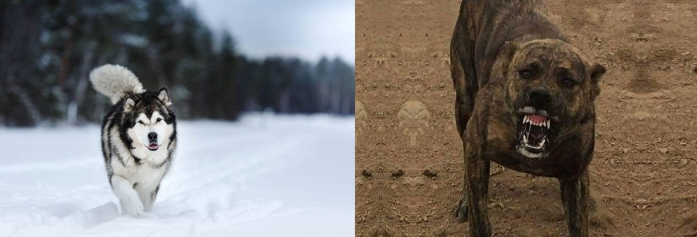 Dogo Sardesco vs Siberian Husky - Breed Comparison