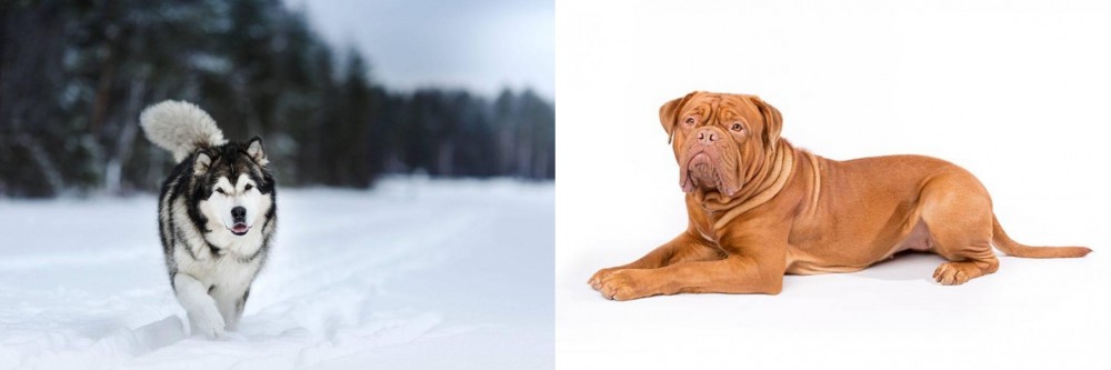 Dogue De Bordeaux vs Siberian Husky - Breed Comparison