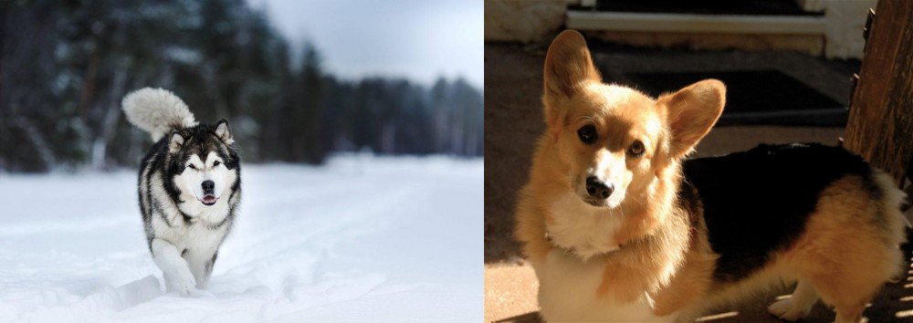 Dorgi vs Siberian Husky - Breed Comparison