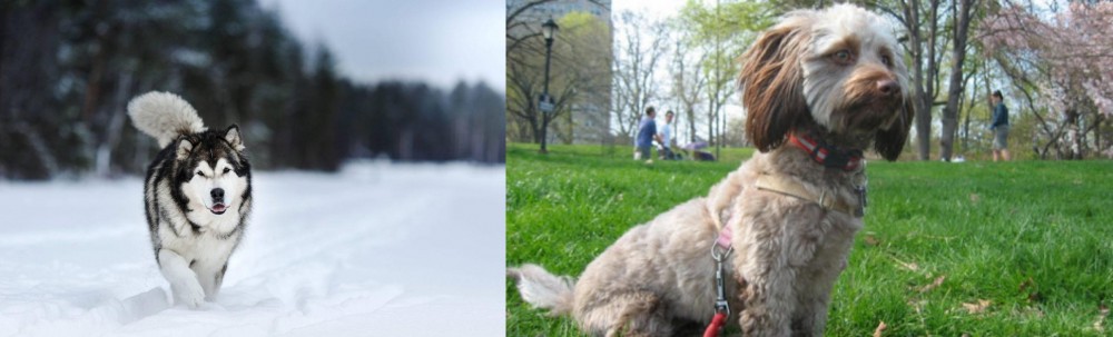 Doxiepoo vs Siberian Husky - Breed Comparison