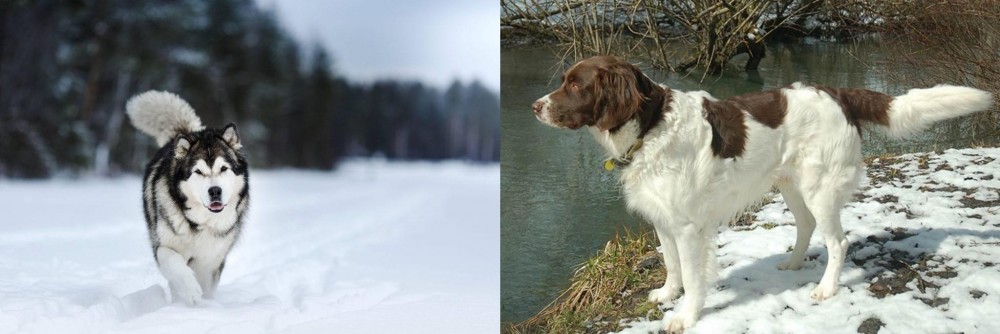 Drentse Patrijshond vs Siberian Husky - Breed Comparison