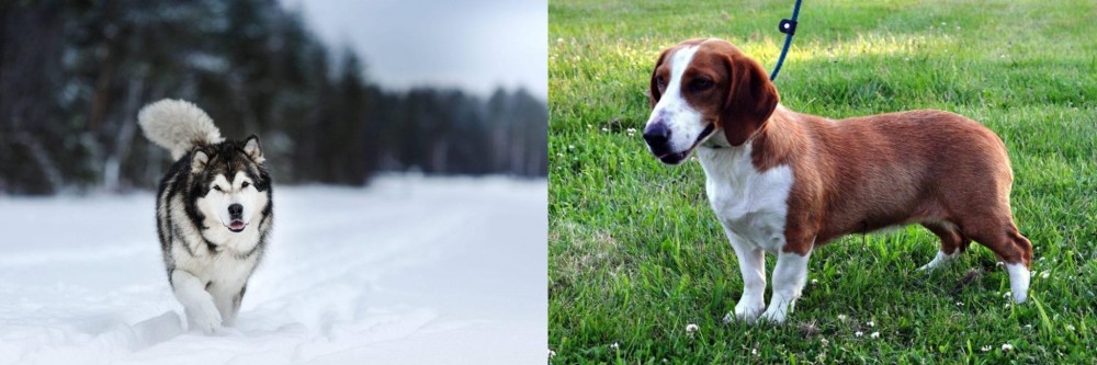 Drever vs Siberian Husky - Breed Comparison