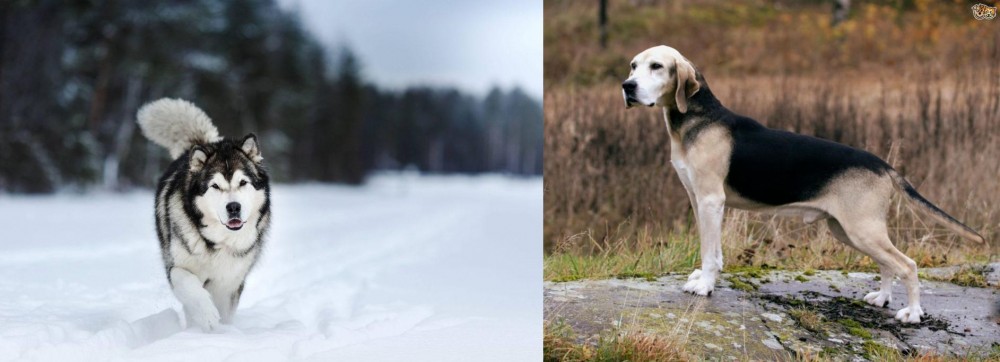 Dunker vs Siberian Husky - Breed Comparison