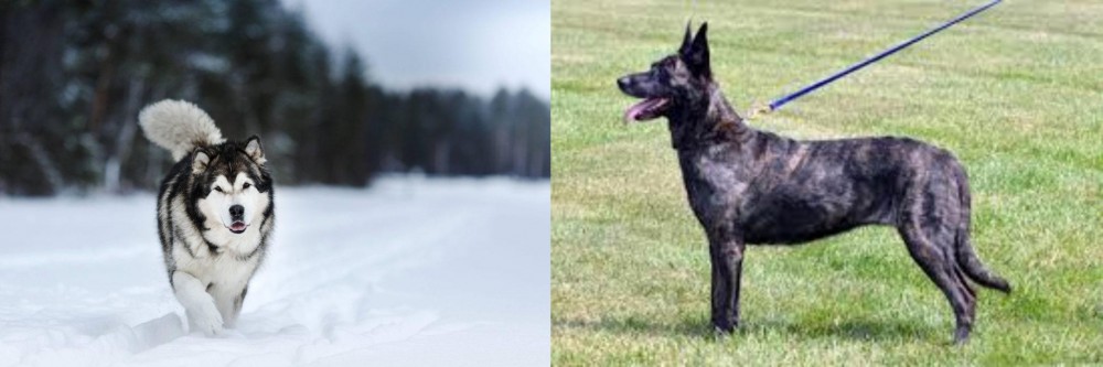 Dutch Shepherd vs Siberian Husky - Breed Comparison