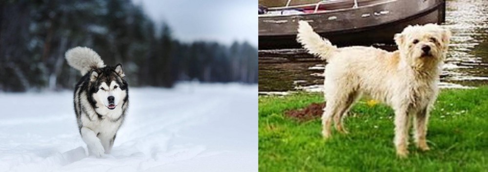 Dutch Smoushond vs Siberian Husky - Breed Comparison