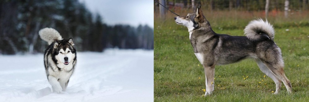 East Siberian Laika vs Siberian Husky - Breed Comparison