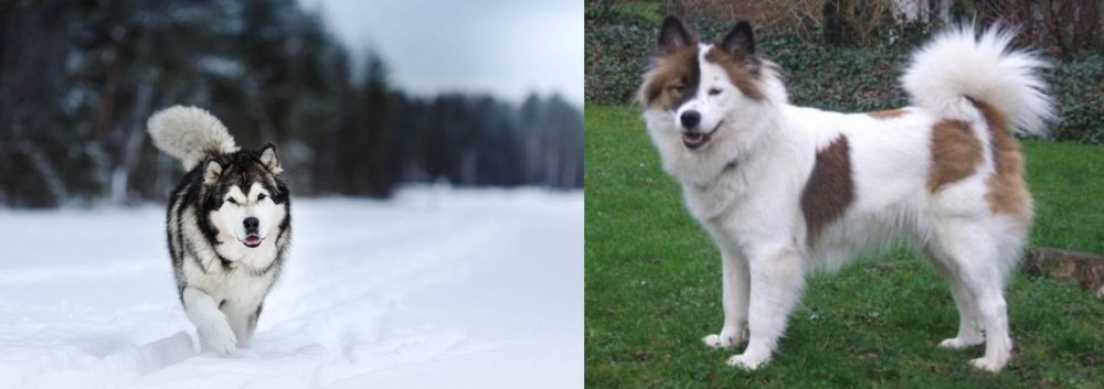 Elo vs Siberian Husky - Breed Comparison
