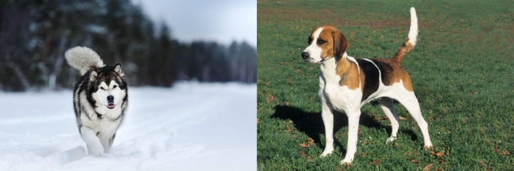 English Foxhound vs Siberian Husky - Breed Comparison