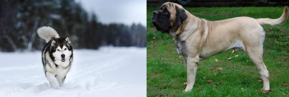 English Mastiff vs Siberian Husky - Breed Comparison