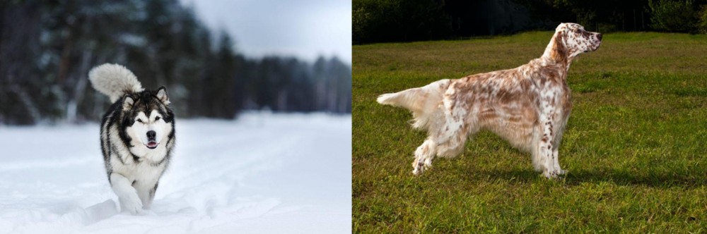 English Setter vs Siberian Husky - Breed Comparison