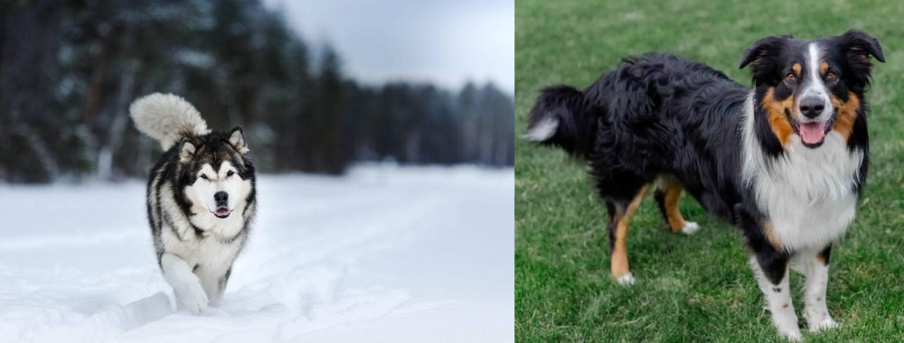 English Shepherd vs Siberian Husky - Breed Comparison