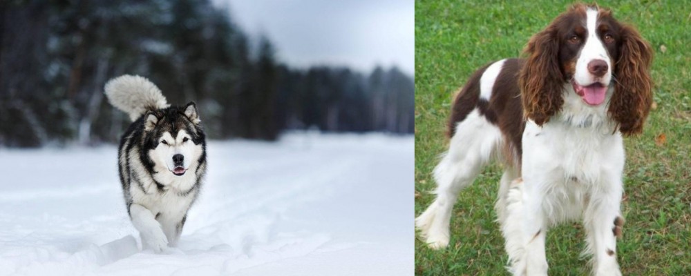English Springer Spaniel vs Siberian Husky - Breed Comparison