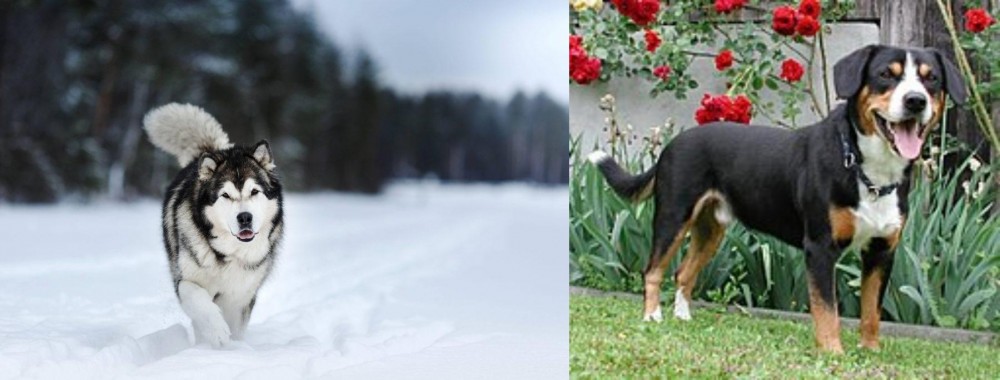Entlebucher Mountain Dog vs Siberian Husky - Breed Comparison