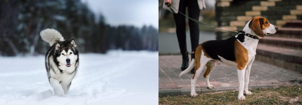 Estonian Hound vs Siberian Husky - Breed Comparison