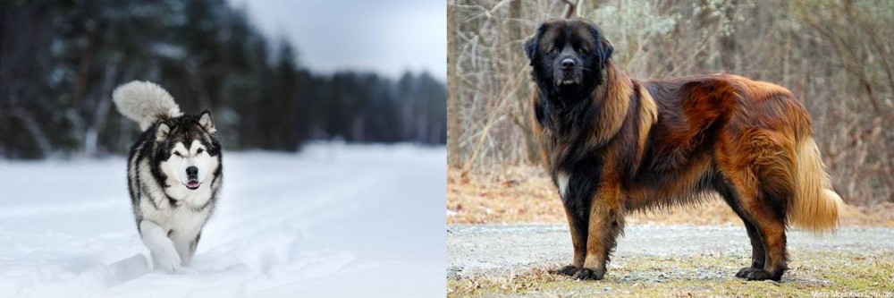 Estrela Mountain Dog vs Siberian Husky - Breed Comparison