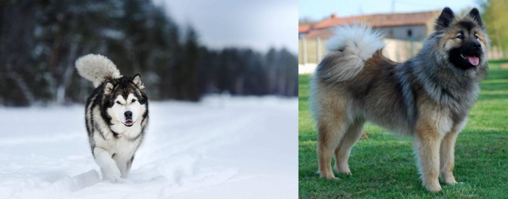 Eurasier vs Siberian Husky - Breed Comparison