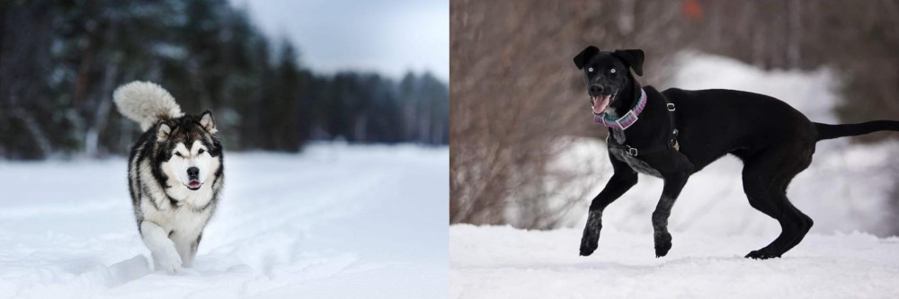 Eurohound vs Siberian Husky - Breed Comparison