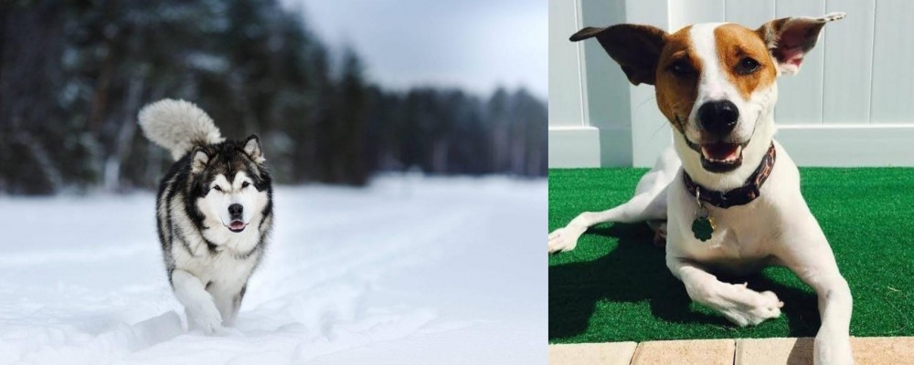 Feist vs Siberian Husky - Breed Comparison