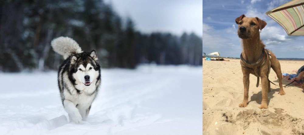 Fell Terrier vs Siberian Husky - Breed Comparison