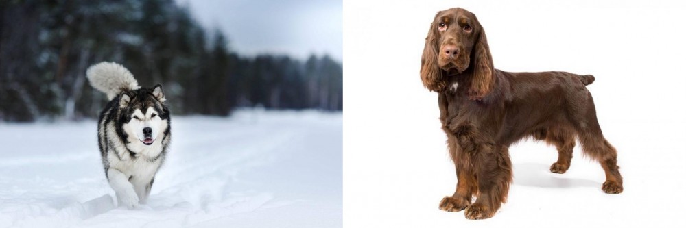 Field Spaniel vs Siberian Husky - Breed Comparison