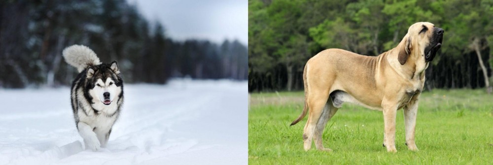 Fila Brasileiro vs Siberian Husky - Breed Comparison