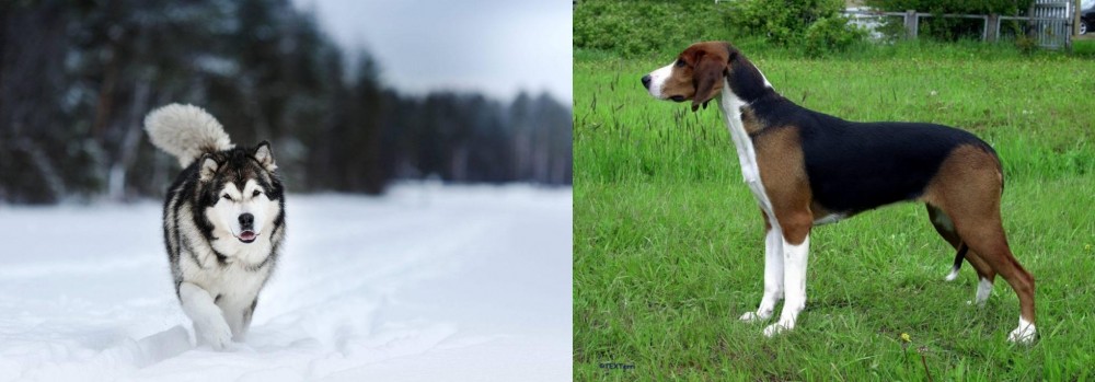 Finnish Hound vs Siberian Husky - Breed Comparison