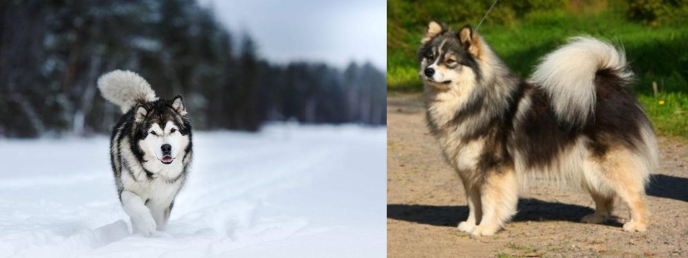 Finnish Lapphund vs Siberian Husky - Breed Comparison