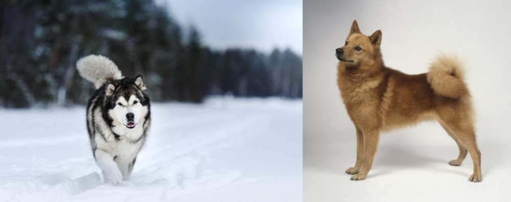 Finnish Spitz vs Siberian Husky - Breed Comparison