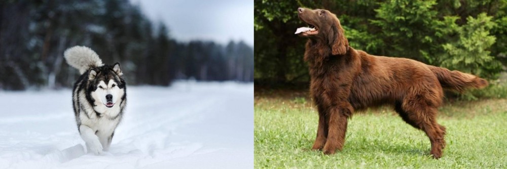 Flat-Coated Retriever vs Siberian Husky - Breed Comparison