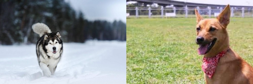 Formosan Mountain Dog vs Siberian Husky - Breed Comparison