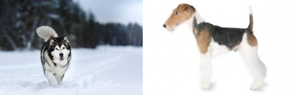 Fox Terrier vs Siberian Husky - Breed Comparison