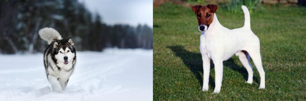 Fox Terrier (Smooth) vs Siberian Husky - Breed Comparison