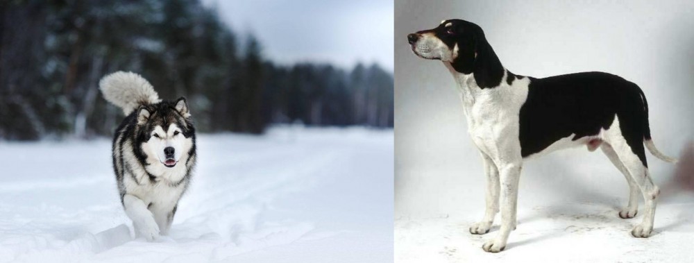 Francais Blanc et Noir vs Siberian Husky - Breed Comparison
