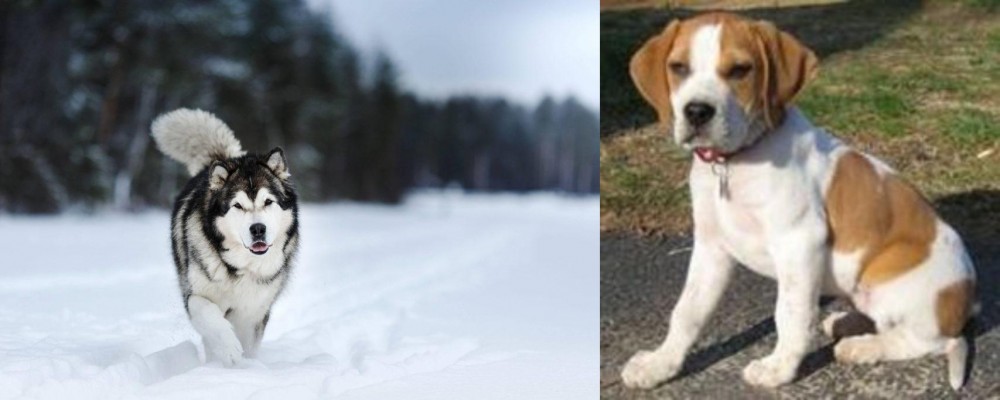 Francais Blanc et Orange vs Siberian Husky - Breed Comparison