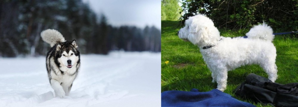 Franzuskaya Bolonka vs Siberian Husky - Breed Comparison