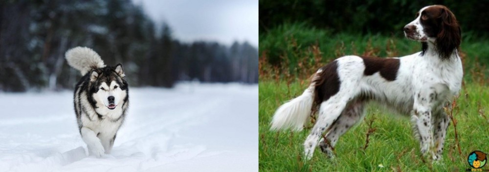 French Spaniel vs Siberian Husky - Breed Comparison
