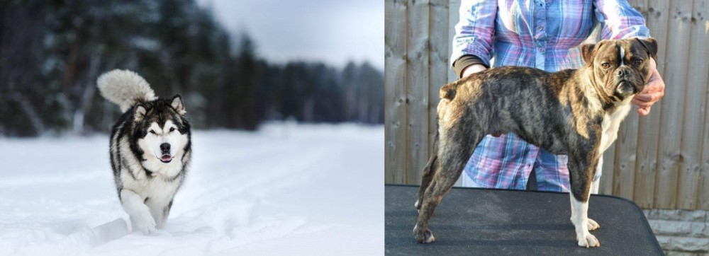 Fruggle vs Siberian Husky - Breed Comparison