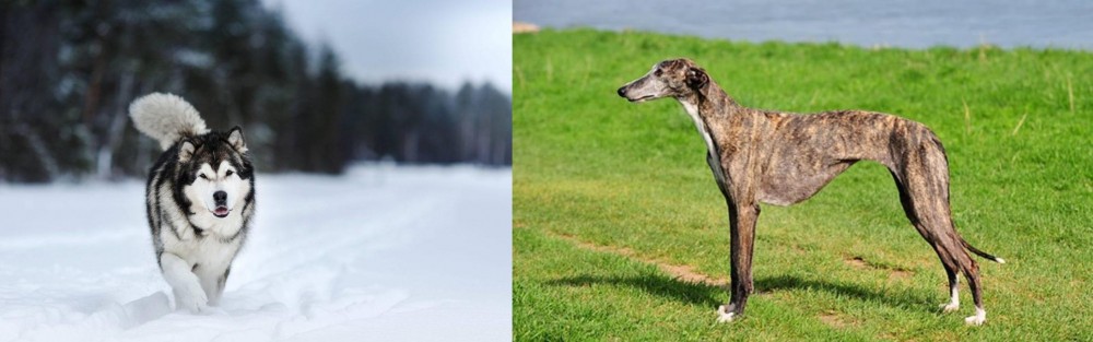 Galgo Espanol vs Siberian Husky - Breed Comparison