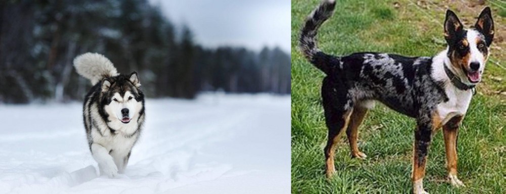 German Coolie vs Siberian Husky - Breed Comparison