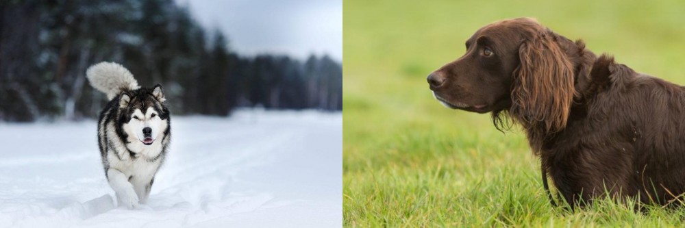 German Longhaired Pointer vs Siberian Husky - Breed Comparison