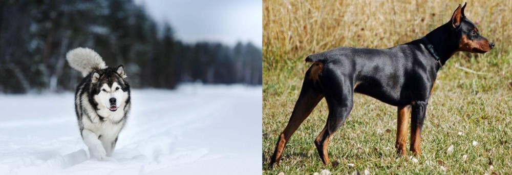 German Pinscher vs Siberian Husky - Breed Comparison