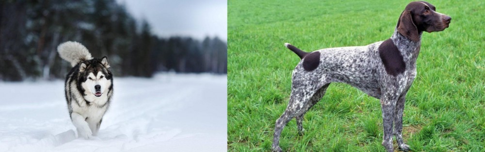 German Shorthaired Pointer vs Siberian Husky - Breed Comparison