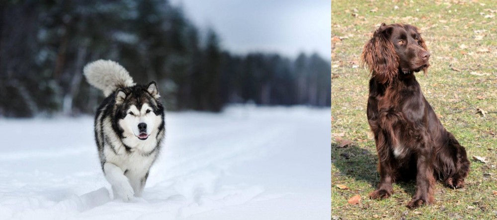 German Spaniel vs Siberian Husky - Breed Comparison