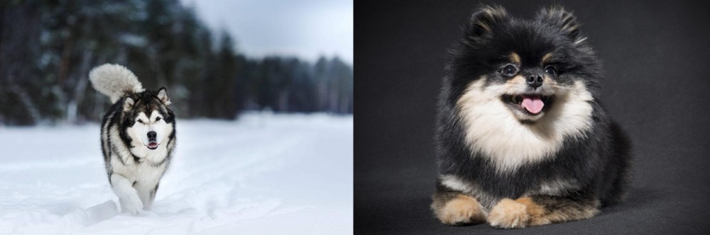 German Spitz (Klein) vs Siberian Husky - Breed Comparison