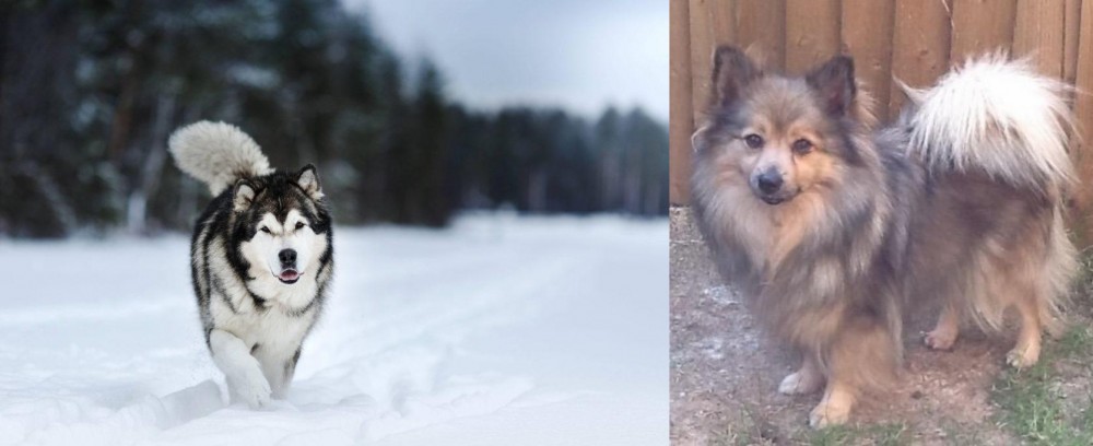 German Spitz (Mittel) vs Siberian Husky - Breed Comparison